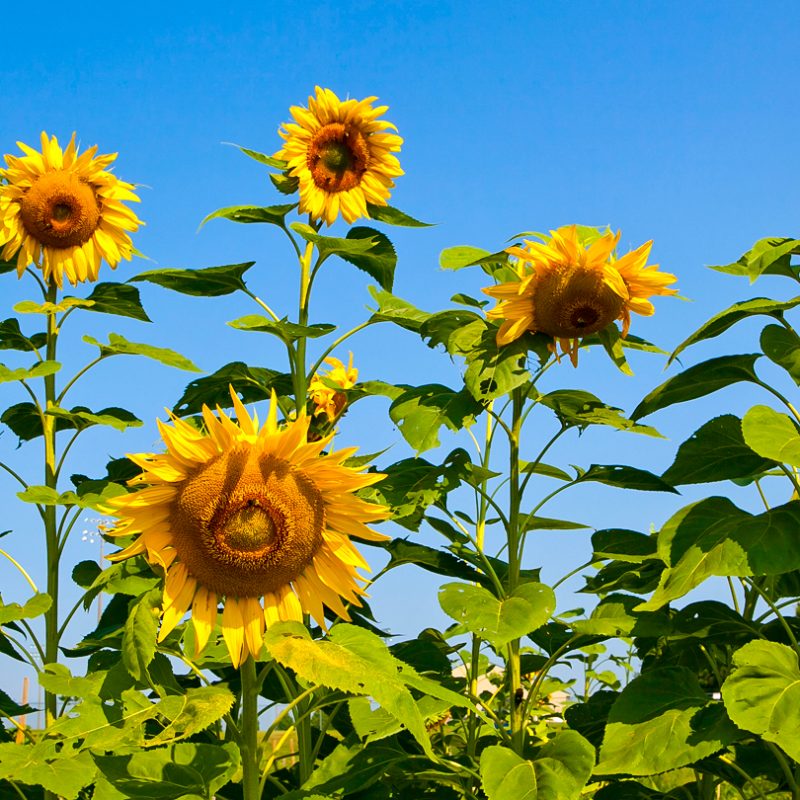 Community Garden · LaFarm · Lafayette College