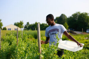 Student harvests peas during summer season