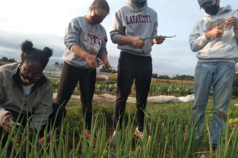 Four masked students pick scallions.